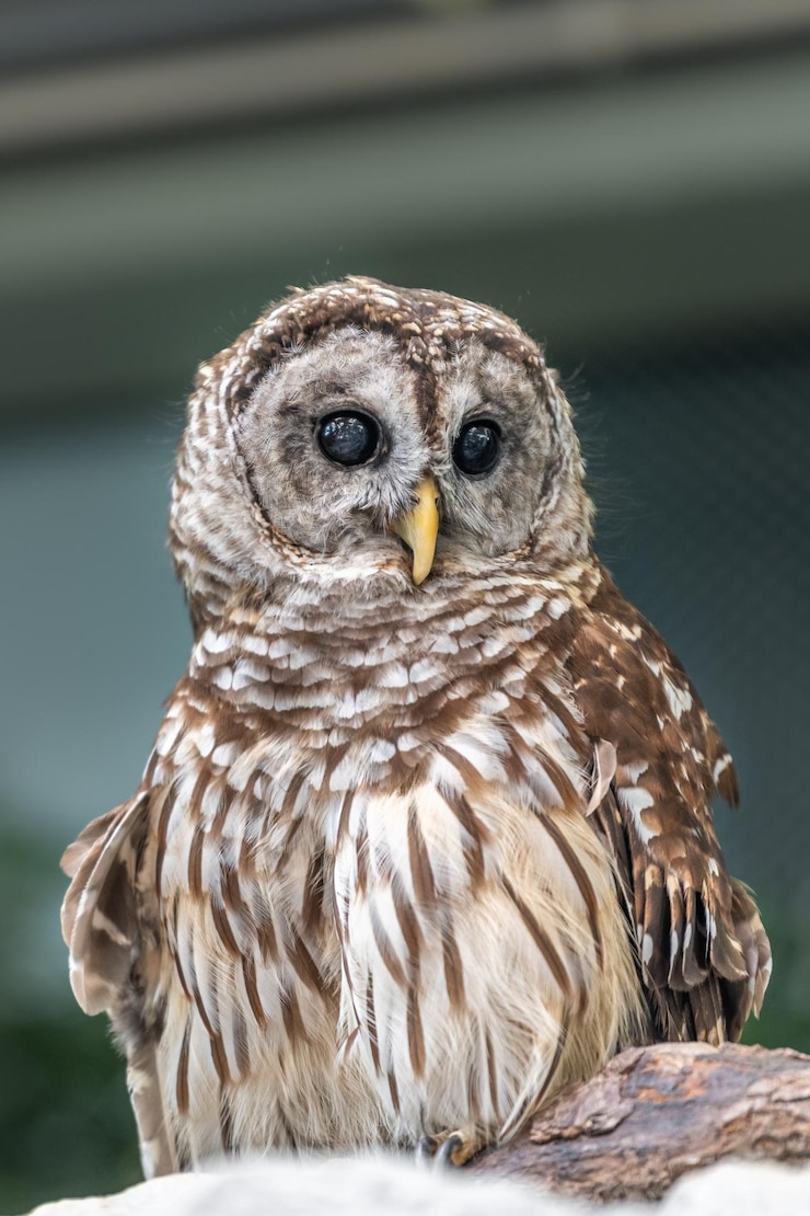 Foto close-up portret van een uil