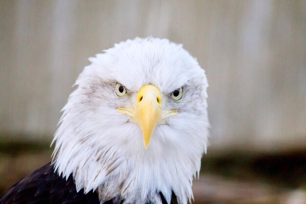 Close-up portret van een uil