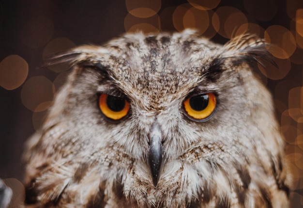 Close-up portret van een uil