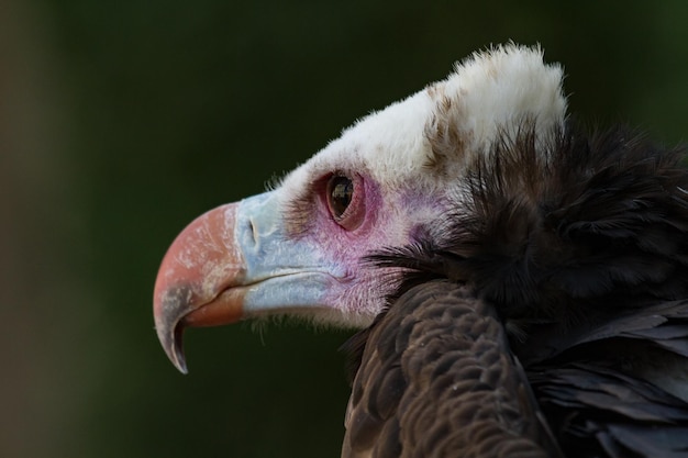 Foto close-up portret van een uil