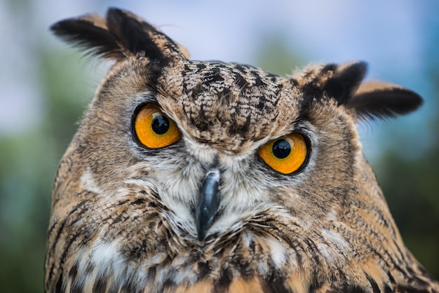 Close-up portret van een uil