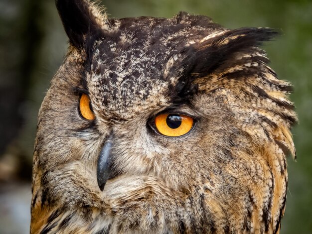 Foto close-up portret van een uil