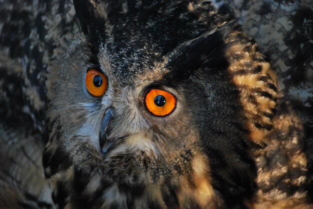 Foto close-up portret van een uil