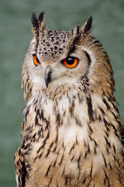 Close-up portret van een uil