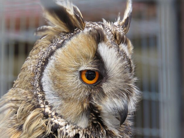 Foto close-up portret van een uil