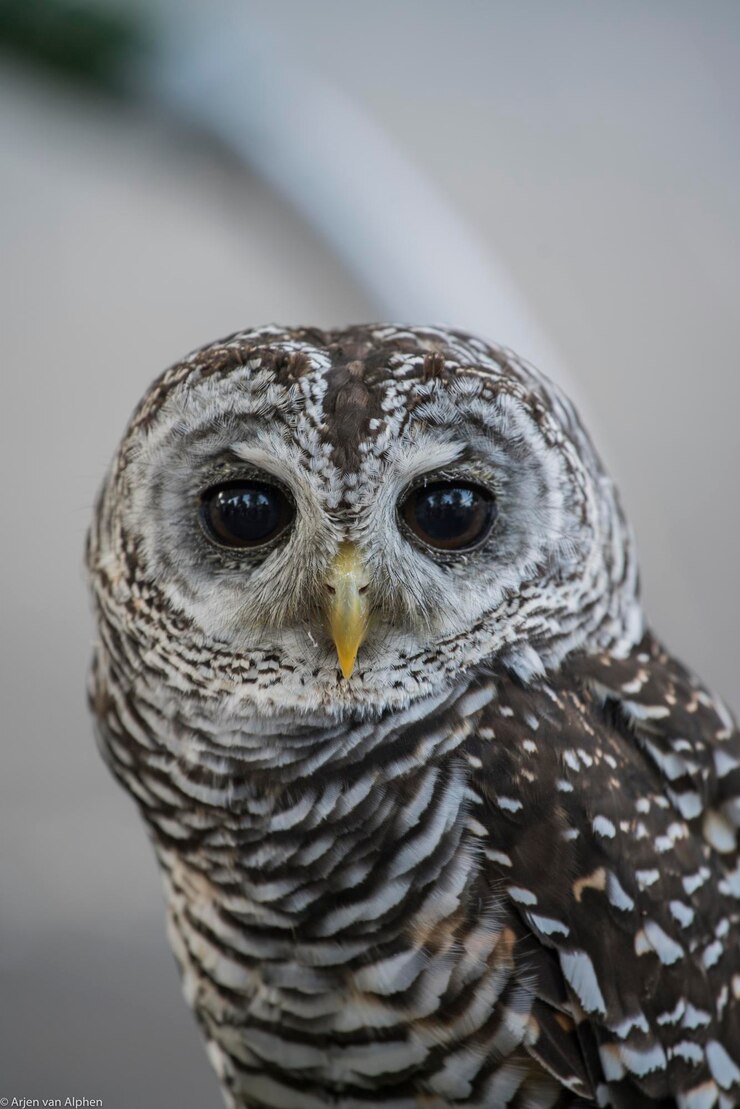 Foto close-up portret van een uil