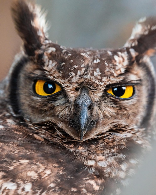 Close-up portret van een uil
