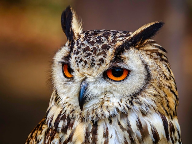 Close-up portret van een uil