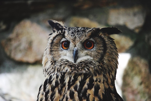 Close-up portret van een uil