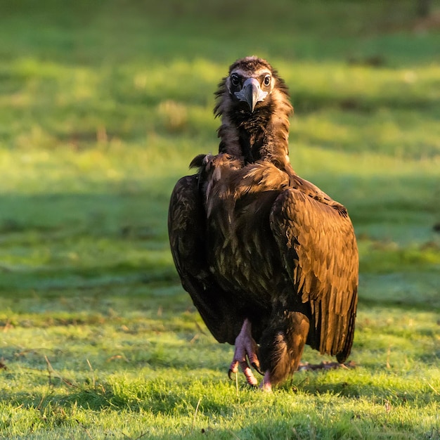 Foto close-up portret van een vogel op het veld