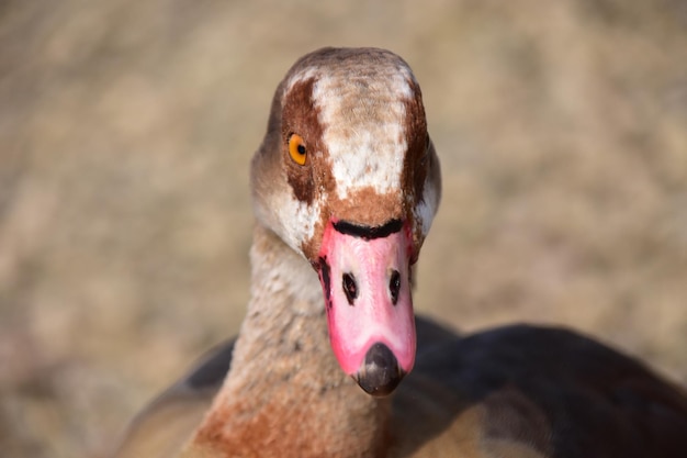 Foto close-up portret van een vogel