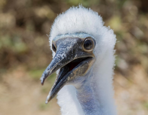 Foto close-up portret van een vogel