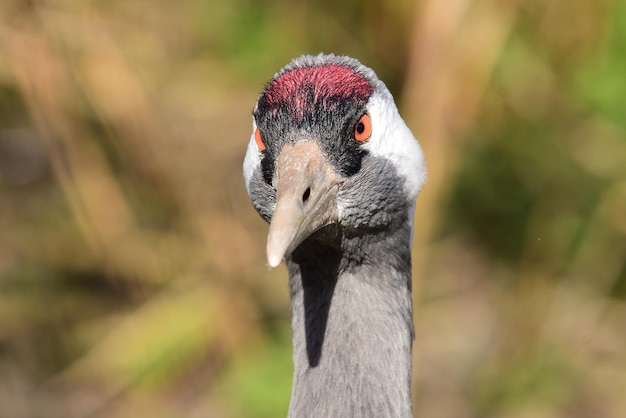 Foto close-up portret van een vogel