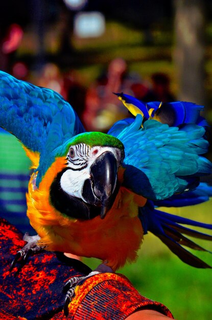 Foto close-up portret van een vogel