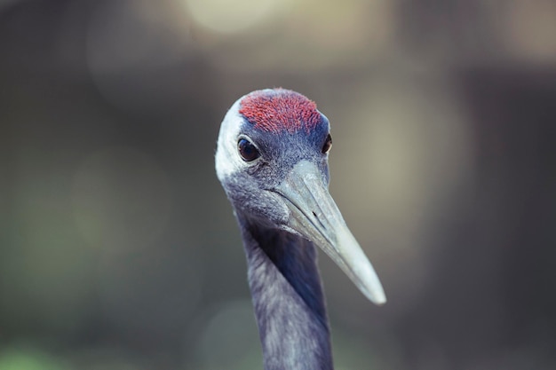 Close-up portret van een vogel