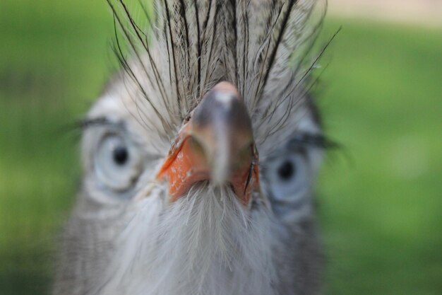 Close-up portret van een vogel