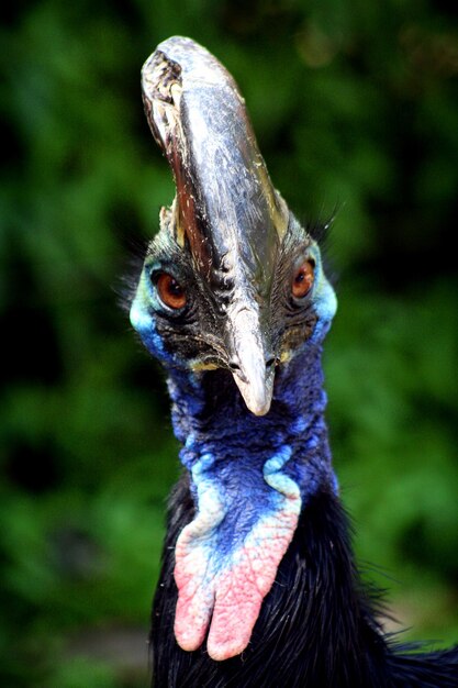 Foto close-up portret van een vogel