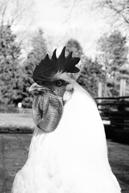 Foto close-up portret van een vogel