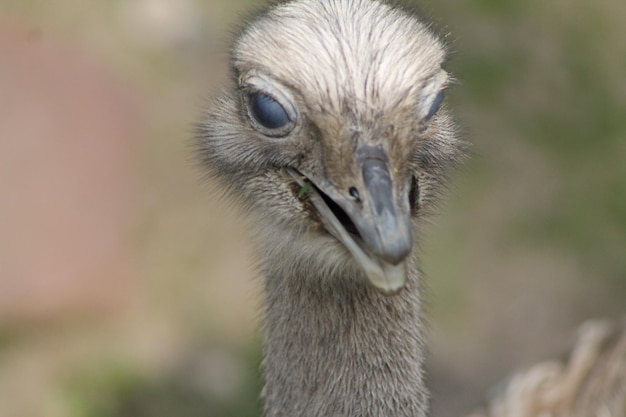 Foto close-up portret van een vogel