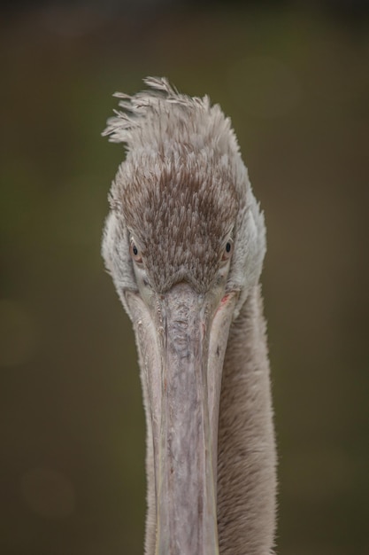 Foto close-up portret van een vogel