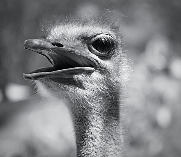 Foto close-up portret van een vogel