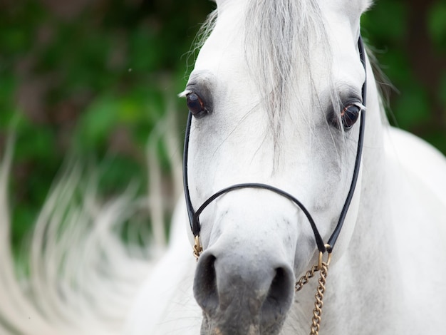 Close-up portret van een wit paard