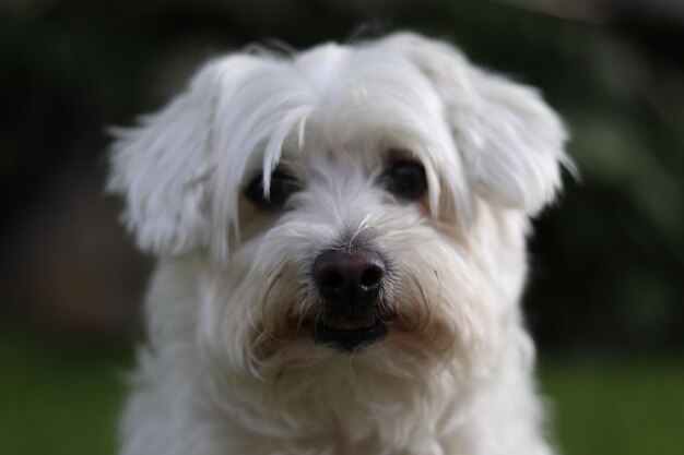 Foto close-up portret van een witte hond