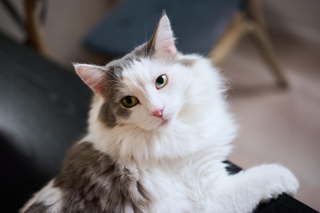 Close-up portret van een witte kat