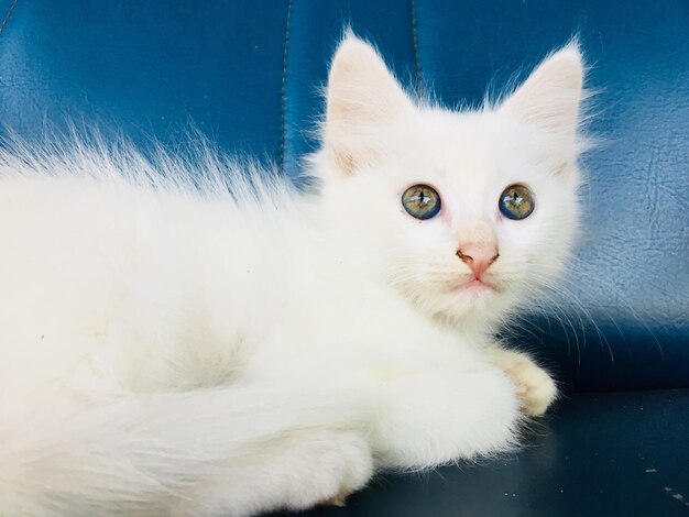 Foto close-up portret van een witte kat