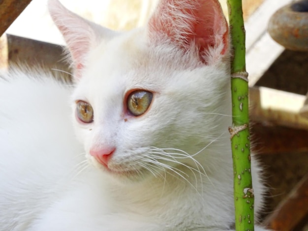 Foto close-up portret van een witte kat