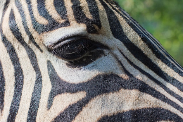 Close-up portret van een zebra