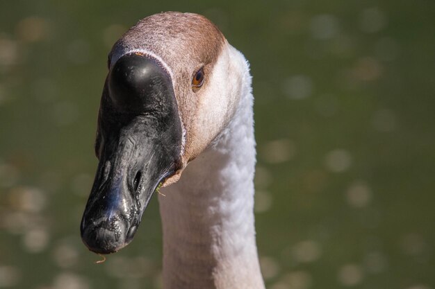 Foto close-up portret van een zwaan
