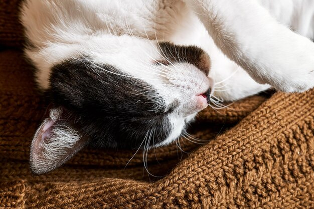 Close-up portret van een zwart-witte kat die slaapt op gezellige bruine gebreide plaid mooie dieren