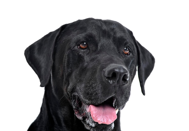 Close-up portret van een zwarte hond tegen een witte achtergrond