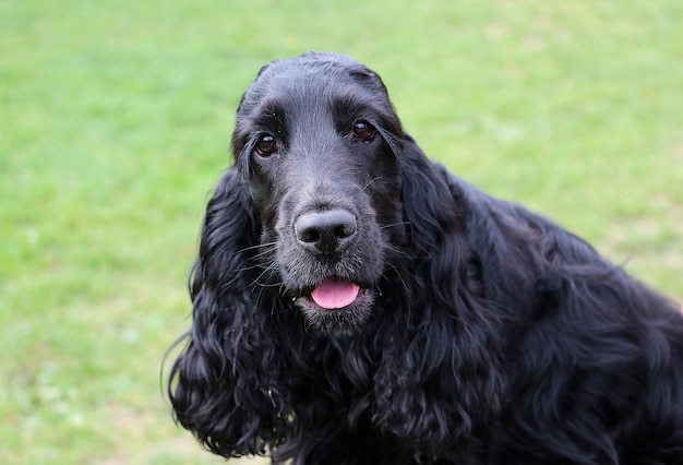 Foto close-up portret van een zwarte hond