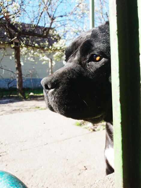 Foto close-up portret van een zwarte hond