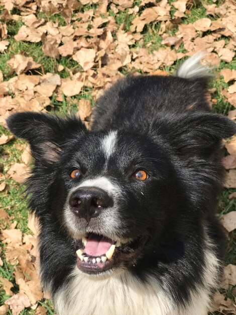 Foto close-up portret van een zwarte hond