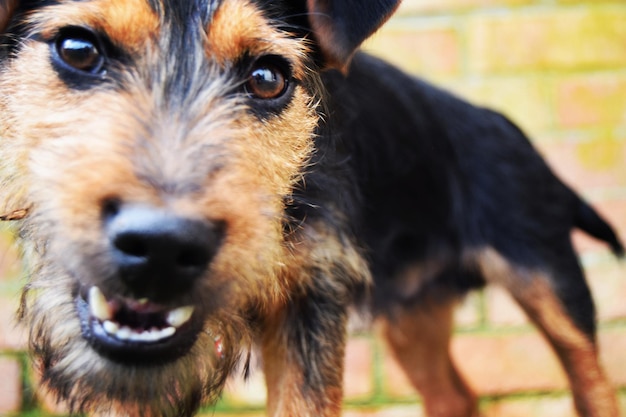 Foto close-up portret van een zwarte hond