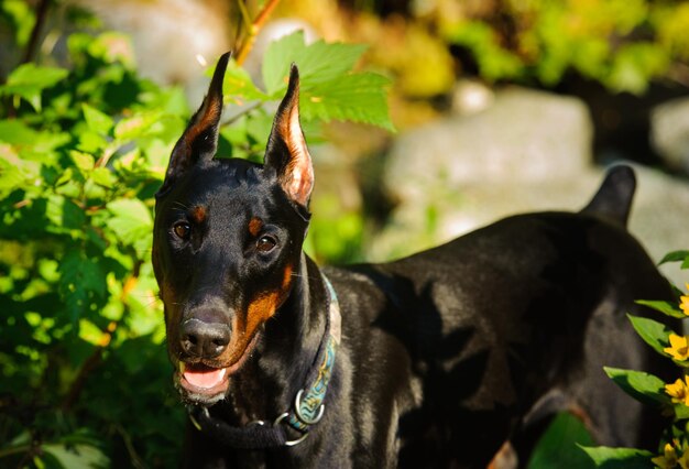 Foto close-up portret van een zwarte hond