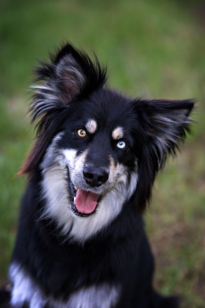 Close-up portret van een zwarte hond