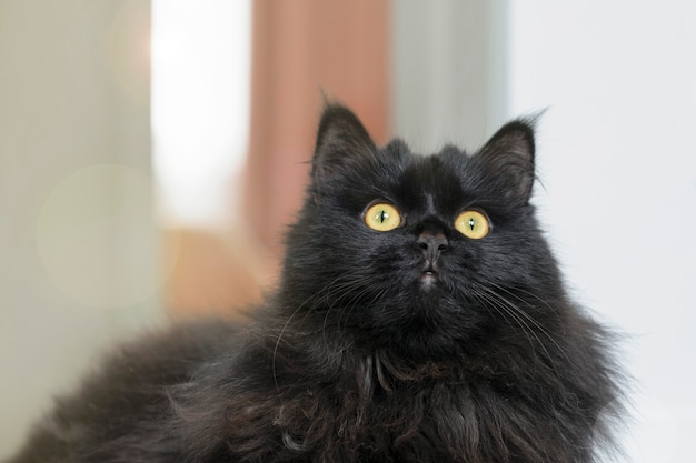 Close-up portret van een zwarte kat met gele ogen opzoeken op een lichte achtergrond.