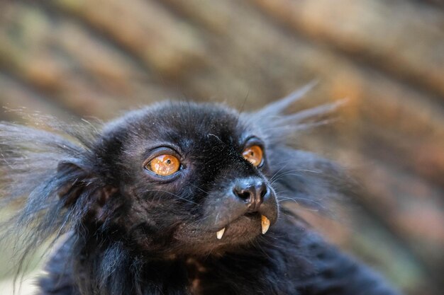 Foto close-up portret van een zwarte lemur