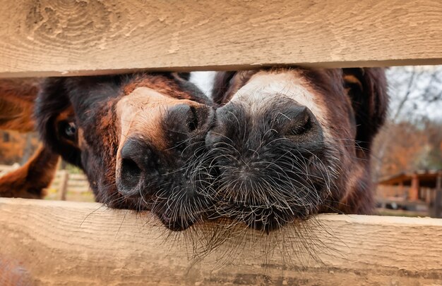 Close-up portret van ezels neuzen door het hek. Eco landbouwconcept.