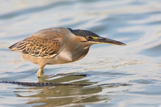 Close-up portret van gestreepte reiger (butorides striata) jacht op het water