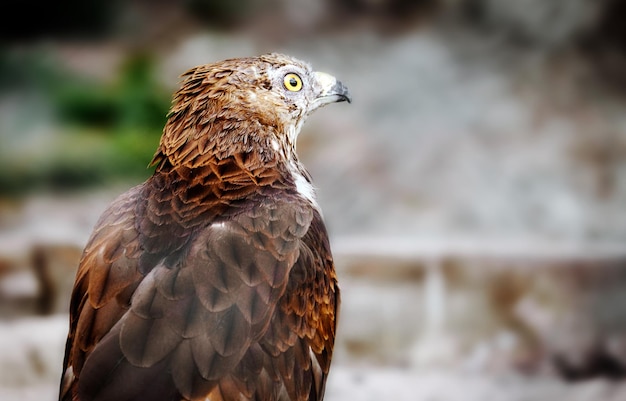 Close-up portret van gevlekte adelaar op onscherpe achtergrond de vogel kijkt in de camera ruimte voor tekst wild vogels thema