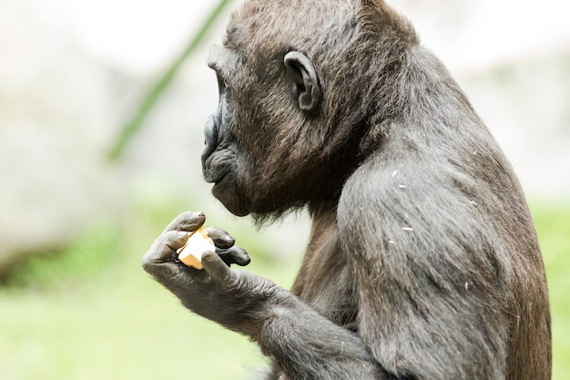 Close-up portret van gorilla fruit eten