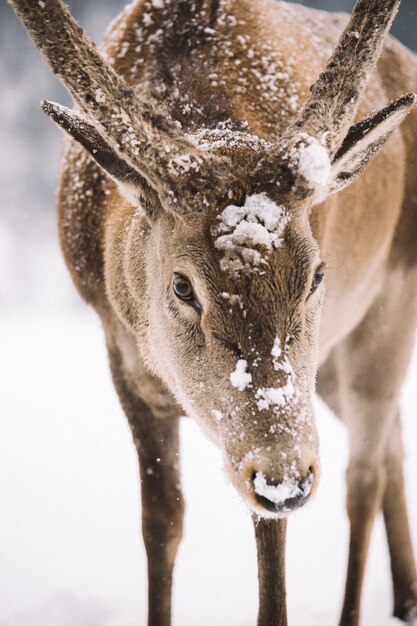 Foto close-up portret van herten in de winter