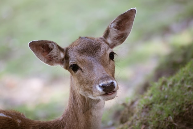 Close-up portret van herten op het veld