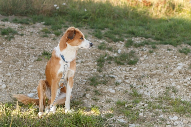 Close-up portret van jonge roodachtige bastaard hond zitten