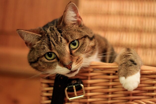 Foto close-up portret van kat in mand